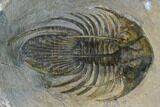 Spiny Kolihapeltis Trilobite - Rare Species #164518-1
